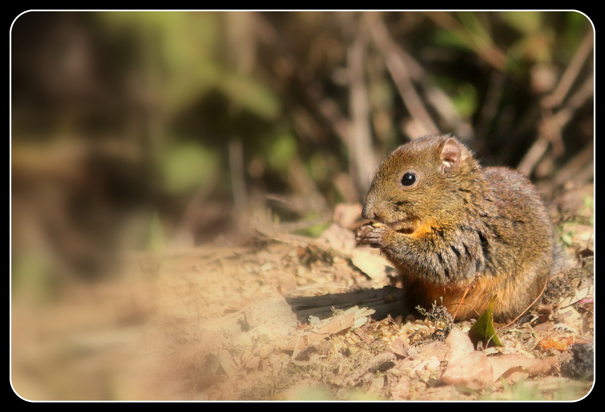 Small mammal observed during field research