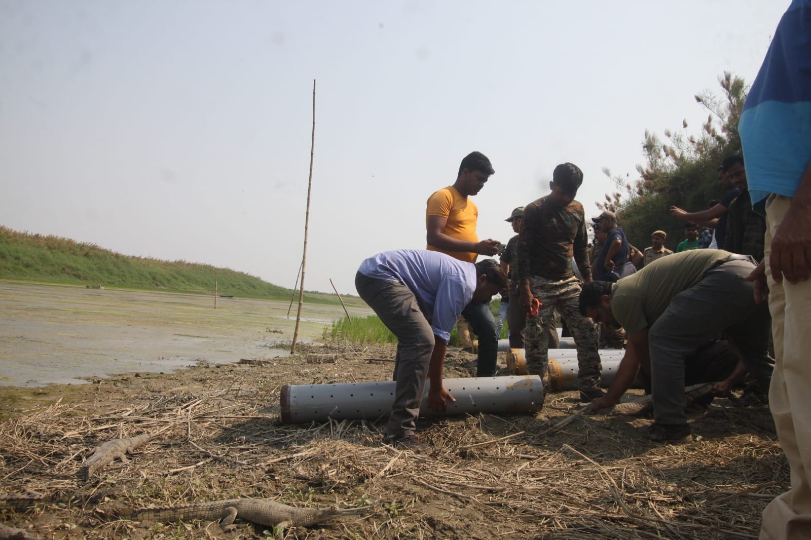Gharial release field activity with forest and conservation teams