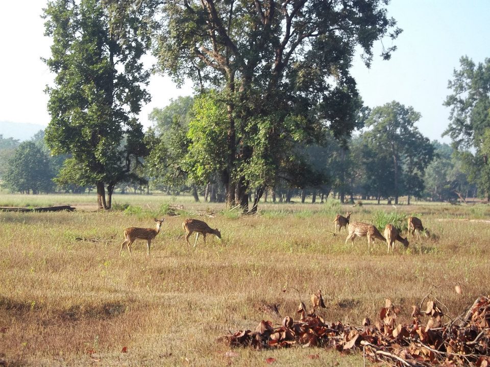Open grassland and deer in a wooded landscape