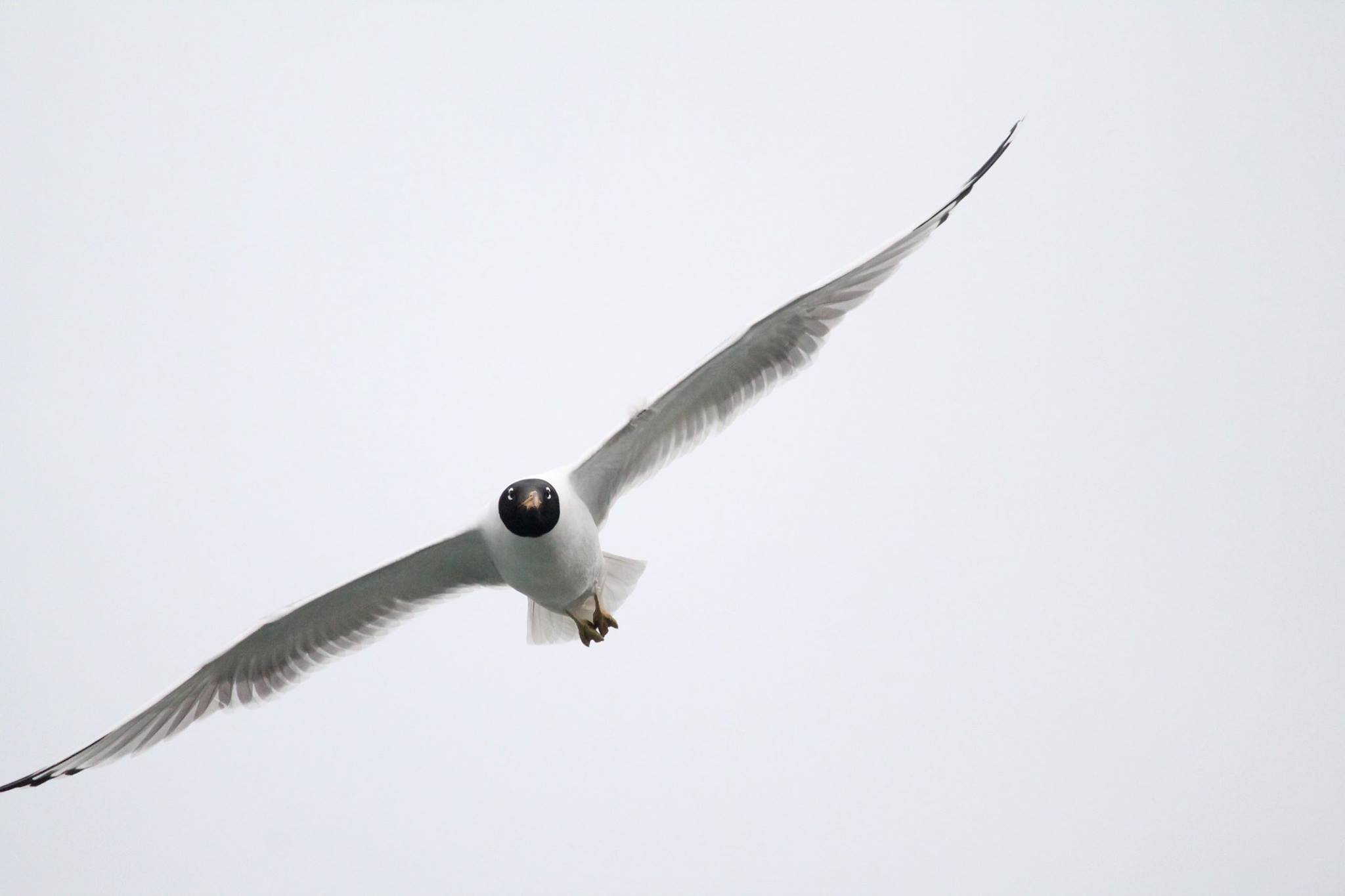 Bird flying over water