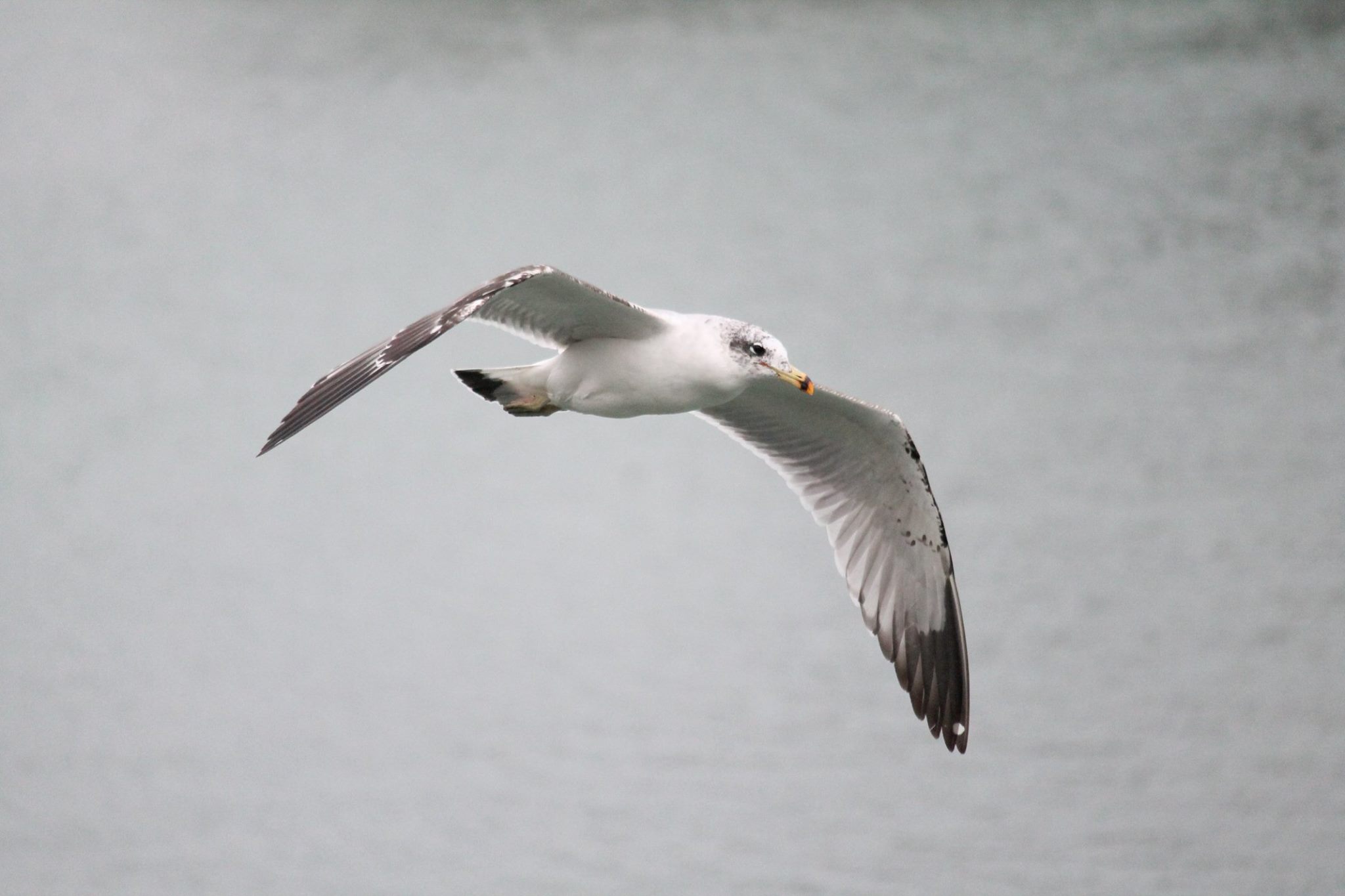 Bird in flight over open water