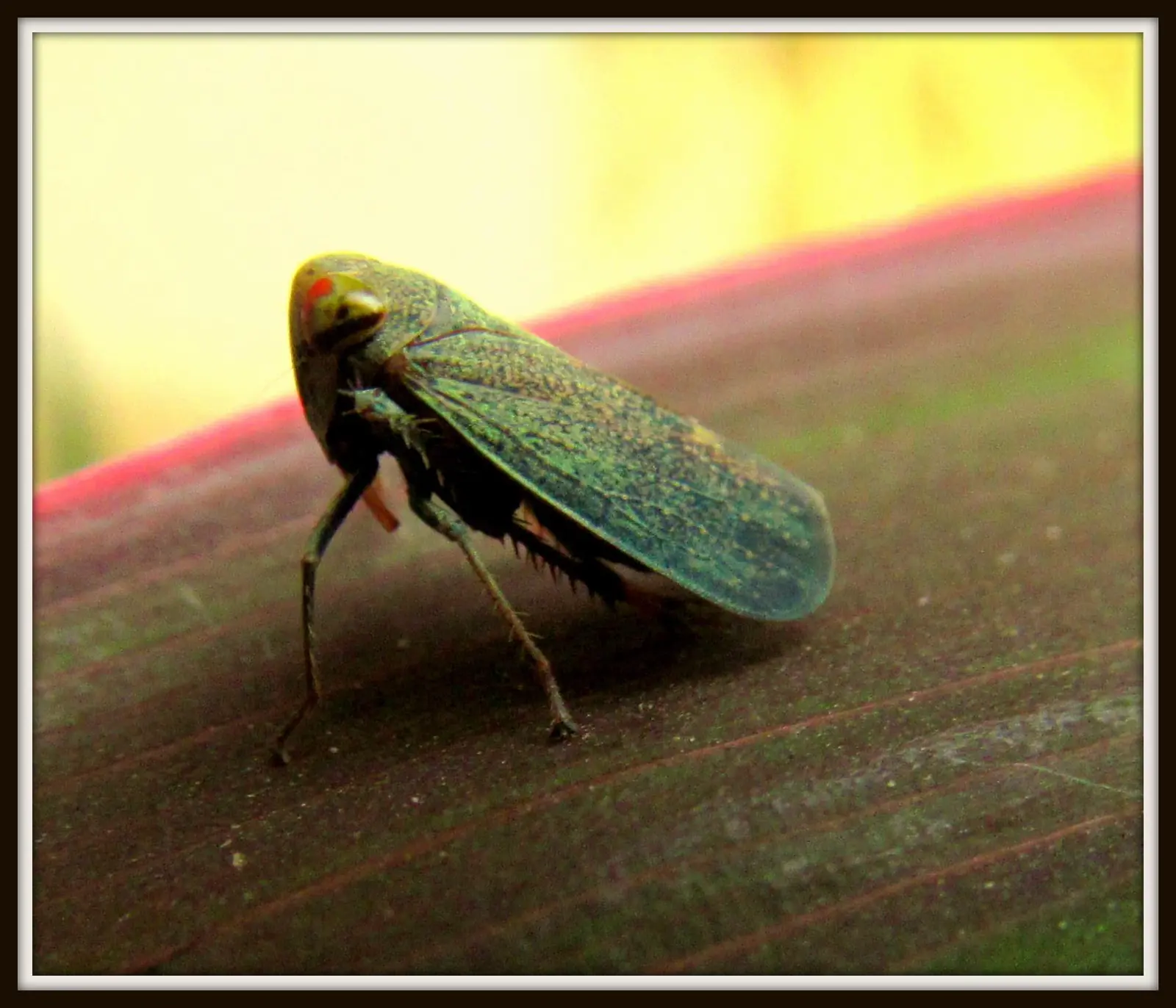 Macro photograph of a small insect on a leaf
