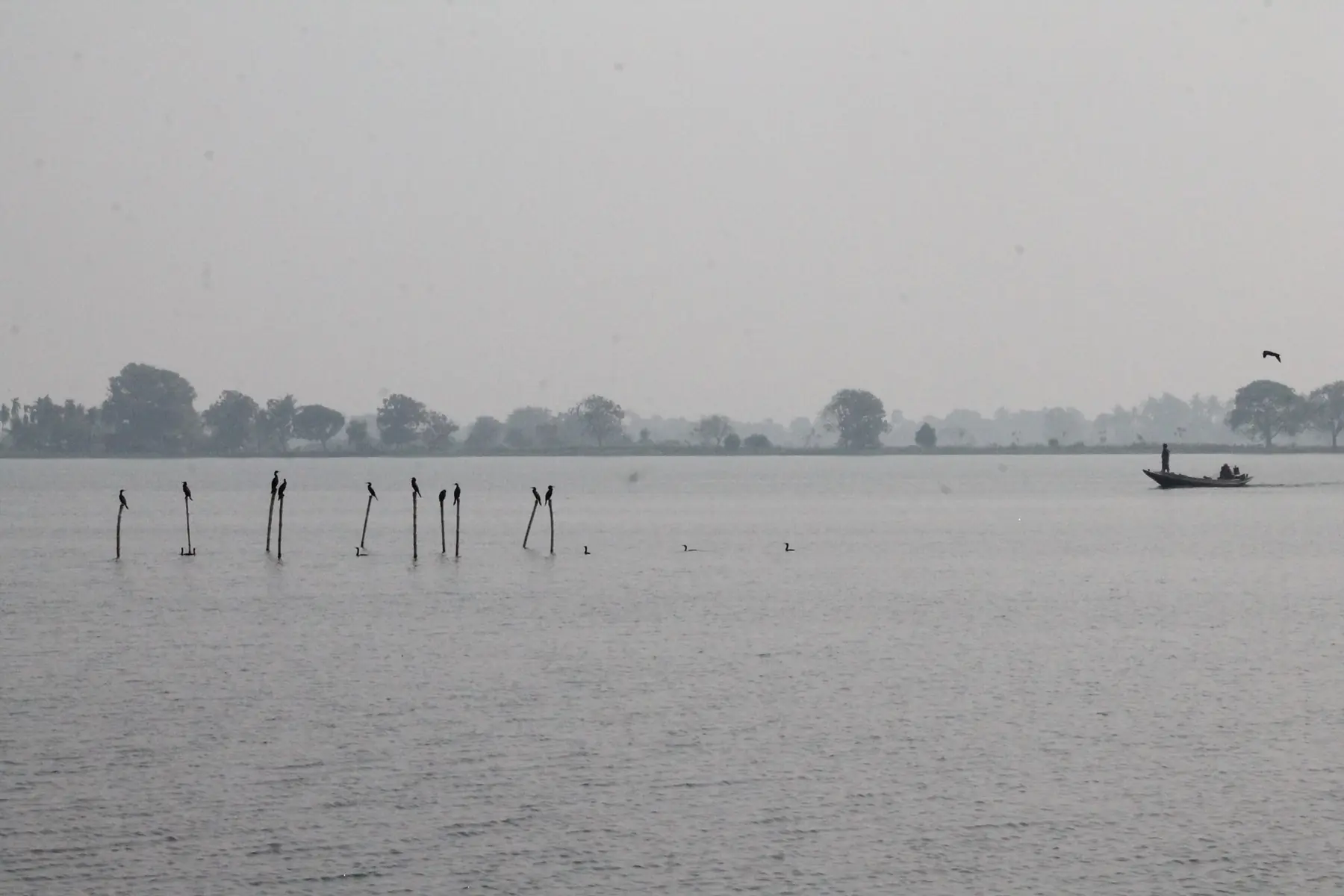 Wetland with waterbirds and a small boat